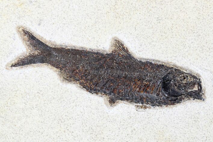 Fossil Fish (Knightia) - Green River Formation #179228
